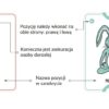 Jograki - jogowe zwierzaki - karty do jogi w pudełku - obrazek 17